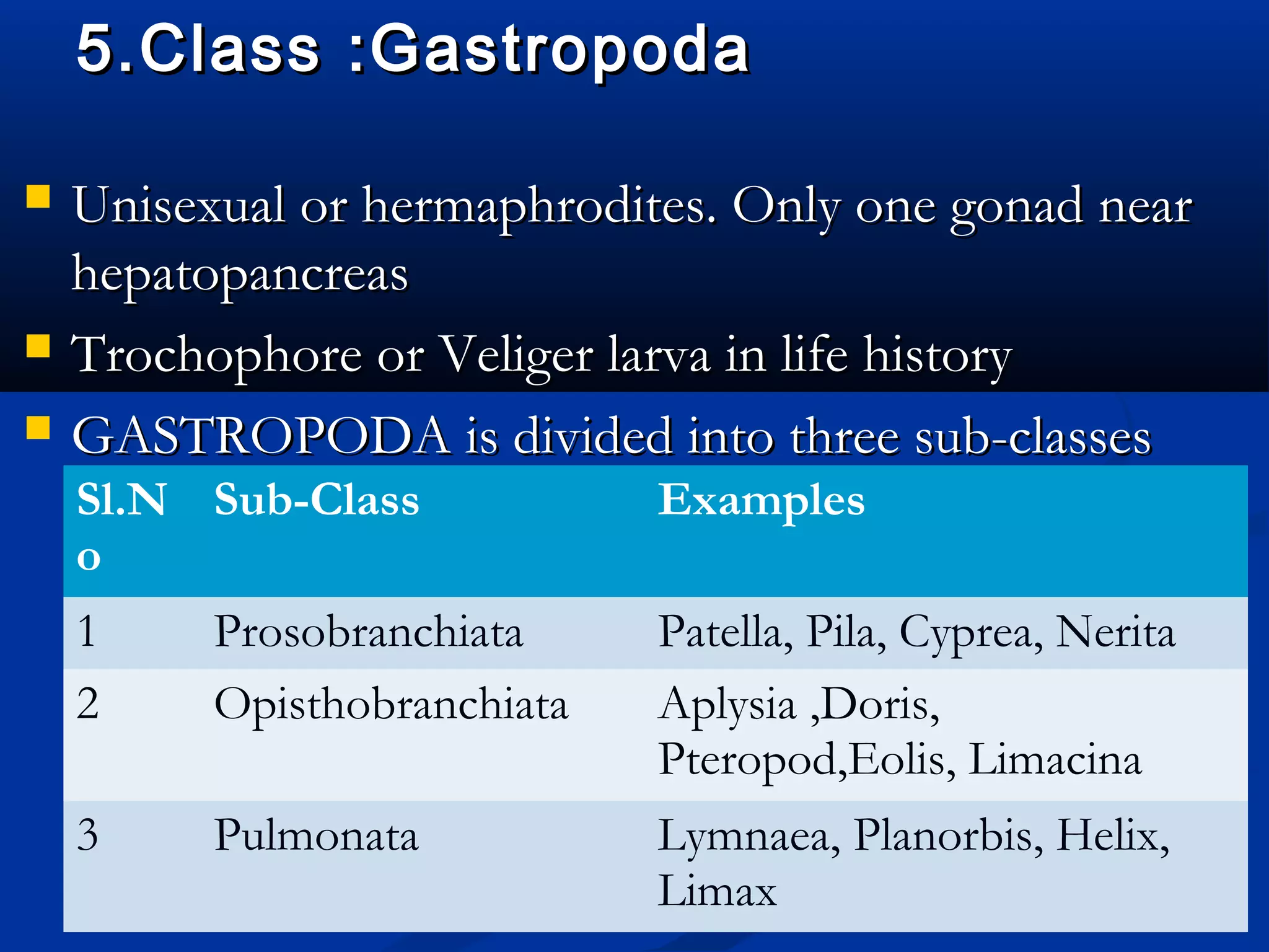 5.Class :Gastropoda5.Class :Gastropoda
 Unisexual or hermaphrodites. Only one gonad nearUnisexual or hermaphrodites. Only one gonad near
hepatopancreashepatopancreas
 Trochophore or Veliger larva in life historyTrochophore or Veliger larva in life history
 GASTROPODA is divided into three sub-classesGASTROPODA is divided into three sub-classes
Sl.N
o
Sub-Class Examples
1 Prosobranchiata Patella, Pila, Cyprea, Nerita
2 Opisthobranchiata Aplysia ,Doris,
Pteropod,Eolis, Limacina
3 Pulmonata Lymnaea, Planorbis, Helix,
Limax
 