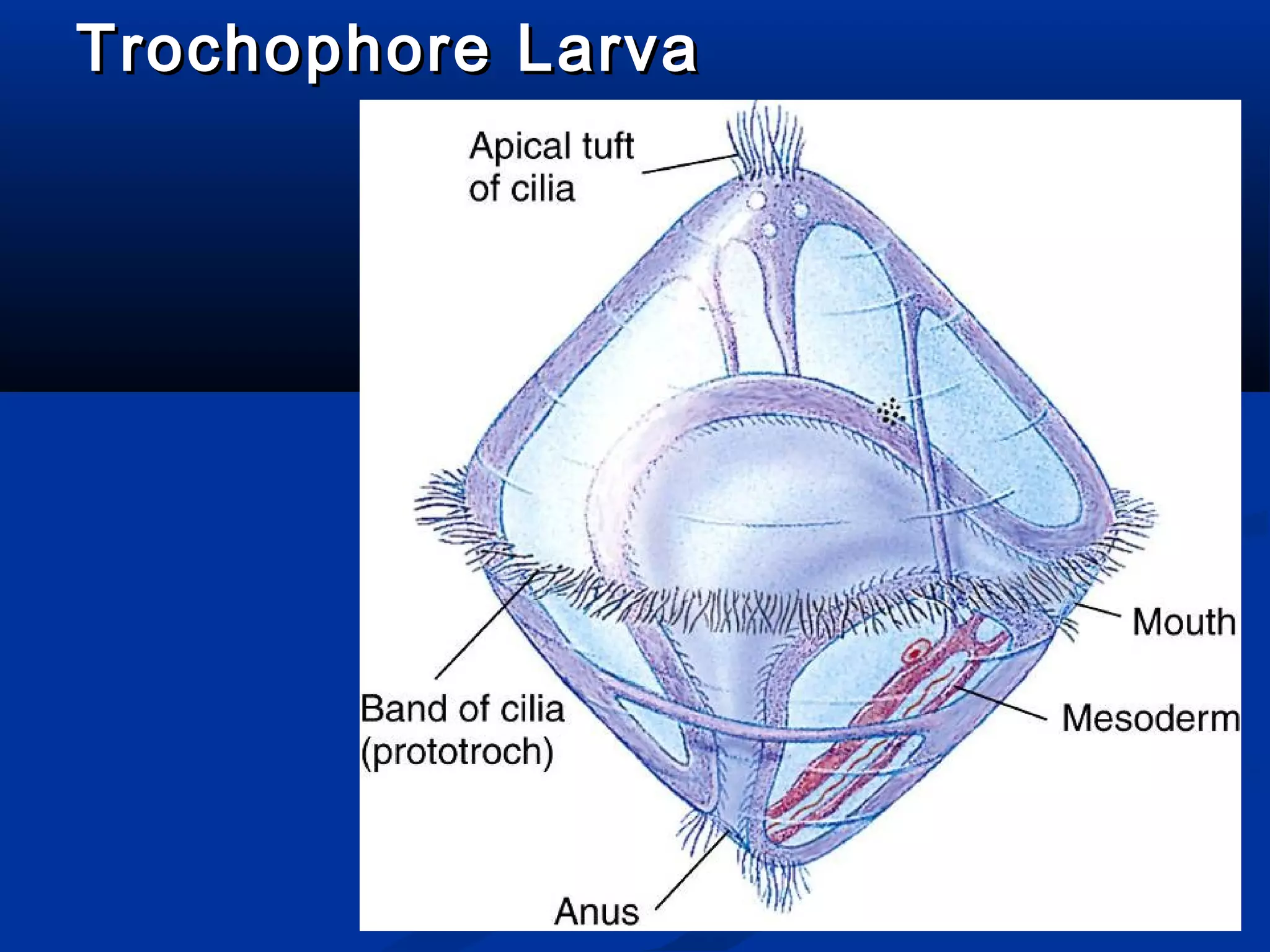 Trochophore LarvaTrochophore Larva
 