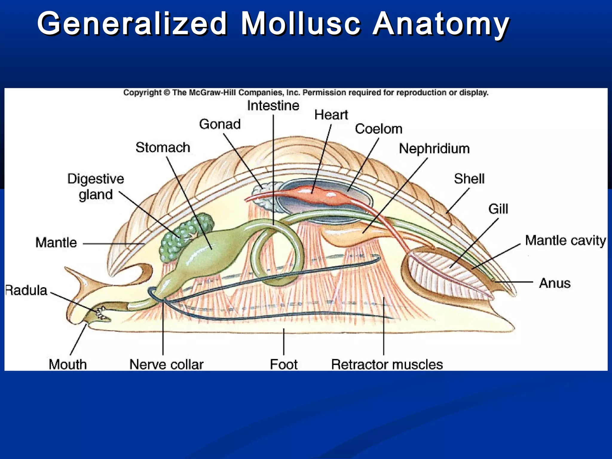 Generalized Mollusc AnatomyGeneralized Mollusc Anatomy
 