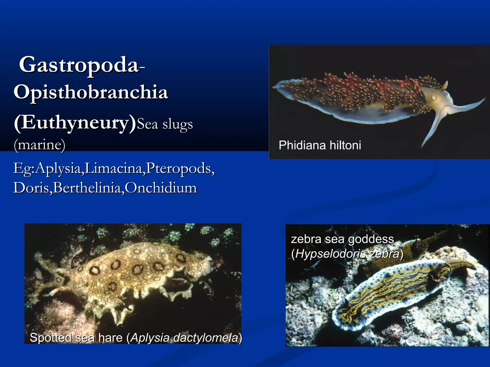 GastropodaGastropoda--
OpisthobranchiaOpisthobranchia
(Euthyneury)(Euthyneury)Sea slugsSea slugs
(marine)(marine)
Eg:Aplysia,Limacina,Pteropods,Eg:Aplysia,Limacina,Pteropods,
Doris,Berthelinia,OnchidiumDoris,Berthelinia,Onchidium
zebra sea goddesszebra sea goddess
((Hypselodoris zebraHypselodoris zebra))
Spotted sea hare (Spotted sea hare (Aplysia dactylomelaAplysia dactylomela))
Phidiana hiltoni
 