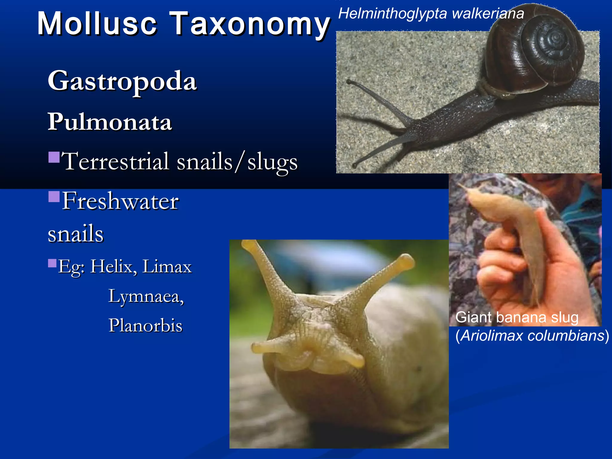Mollusc TaxonomyMollusc Taxonomy
GastropodaGastropoda
PulmonataPulmonata
Terrestrial snails/slugsTerrestrial snails/slugs
FreshwaterFreshwater
snailssnails
Eg: Helix, LimaxEg: Helix, Limax
Lymnaea,Lymnaea,
PlanorbisPlanorbis
Helminthoglypta walkeriana
Giant banana slug
(Ariolimax columbians)
 