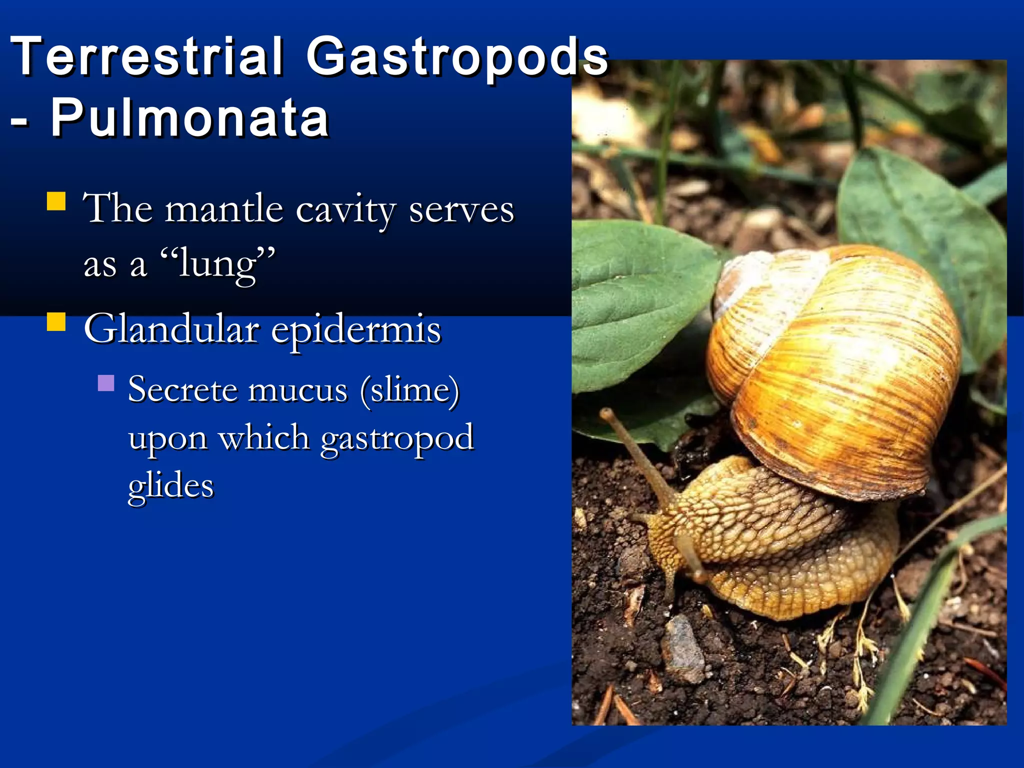 Terrestrial GastropodsTerrestrial Gastropods
- Pulmonata- Pulmonata
 The mantle cavity servesThe mantle cavity serves
as a “lung”as a “lung”
 Glandular epidermisGlandular epidermis
 Secrete mucus (slime)Secrete mucus (slime)
upon which gastropodupon which gastropod
glidesglides
 