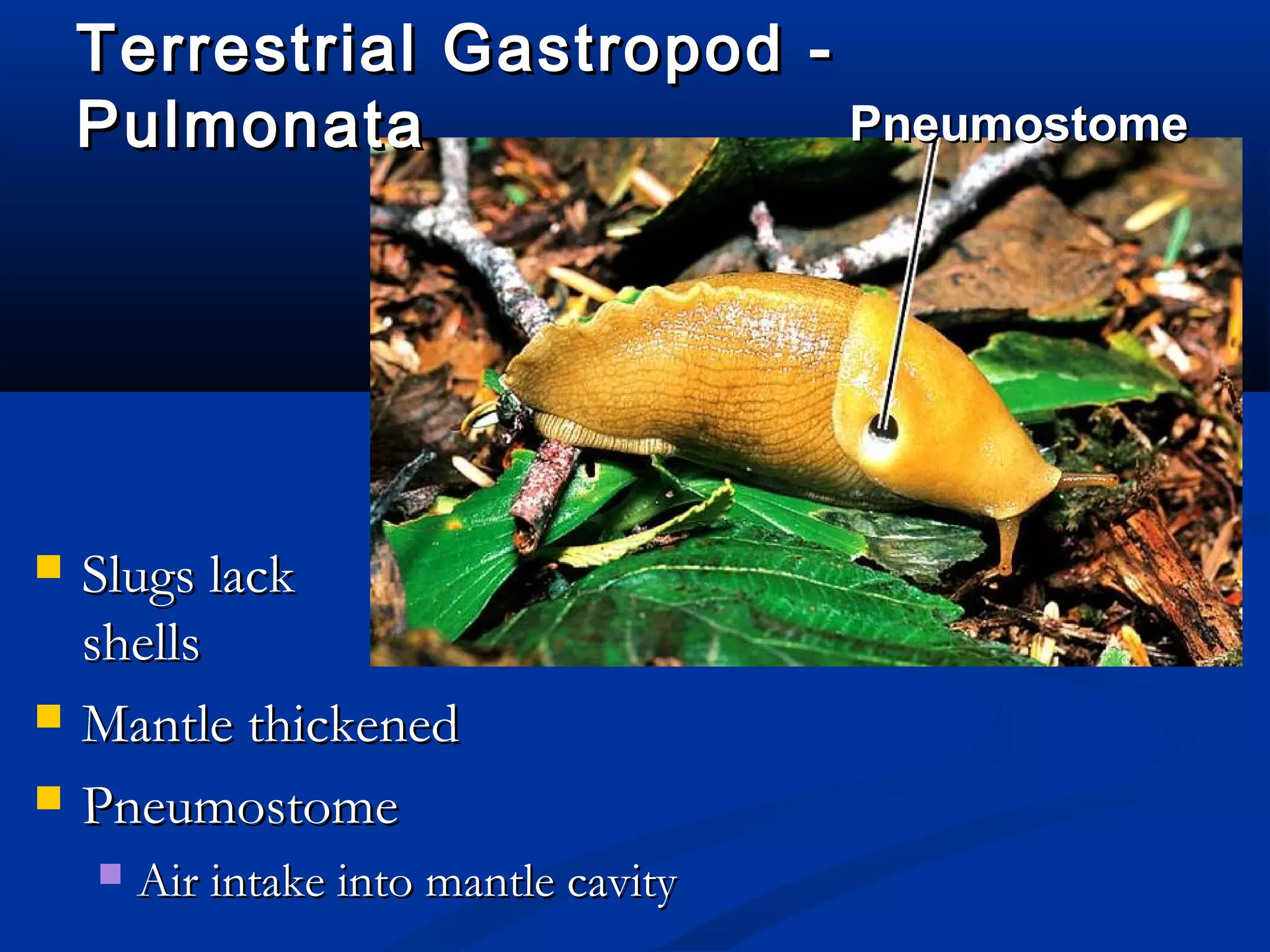 Terrestrial Gastropod -Terrestrial Gastropod -
PulmonataPulmonata
 Slugs lackSlugs lack
shellsshells
 Mantle thickenedMantle thickened
 PneumostomePneumostome
 Air intake into mantle cavityAir intake into mantle cavity
PneumostomePneumostome
 