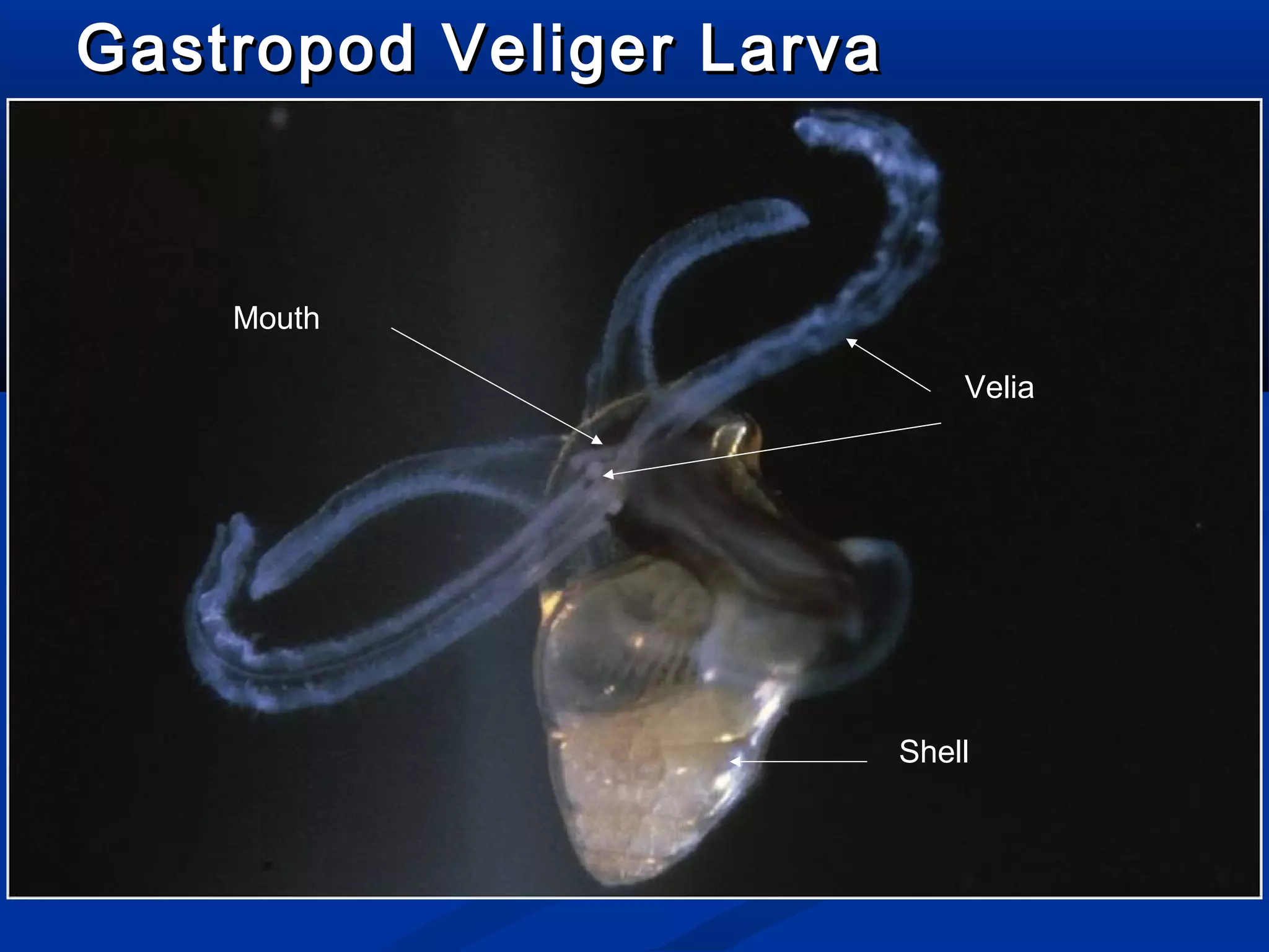 Gastropod Veliger LarvaGastropod Veliger Larva
Velia
Mouth
Shell
 