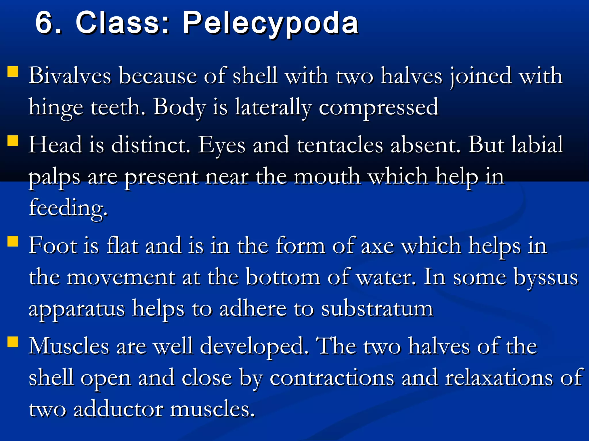 6. Class: Pelecypoda6. Class: Pelecypoda
 Bivalves because of shell with two halves joined withBivalves because of shell with two halves joined with
hinge teeth. Body is laterally compressedhinge teeth. Body is laterally compressed
 Head is distinct. Eyes and tentacles absent. But labialHead is distinct. Eyes and tentacles absent. But labial
palps are present near the mouth which help inpalps are present near the mouth which help in
feeding.feeding.
 Foot is flat and is in the form of axe which helps inFoot is flat and is in the form of axe which helps in
the movement at the bottom of water. In some byssusthe movement at the bottom of water. In some byssus
apparatus helps to adhere to substratumapparatus helps to adhere to substratum
 Muscles are well developed. The two halves of theMuscles are well developed. The two halves of the
shell open and close by contractions and relaxations ofshell open and close by contractions and relaxations of
two adductor muscles.two adductor muscles.
 