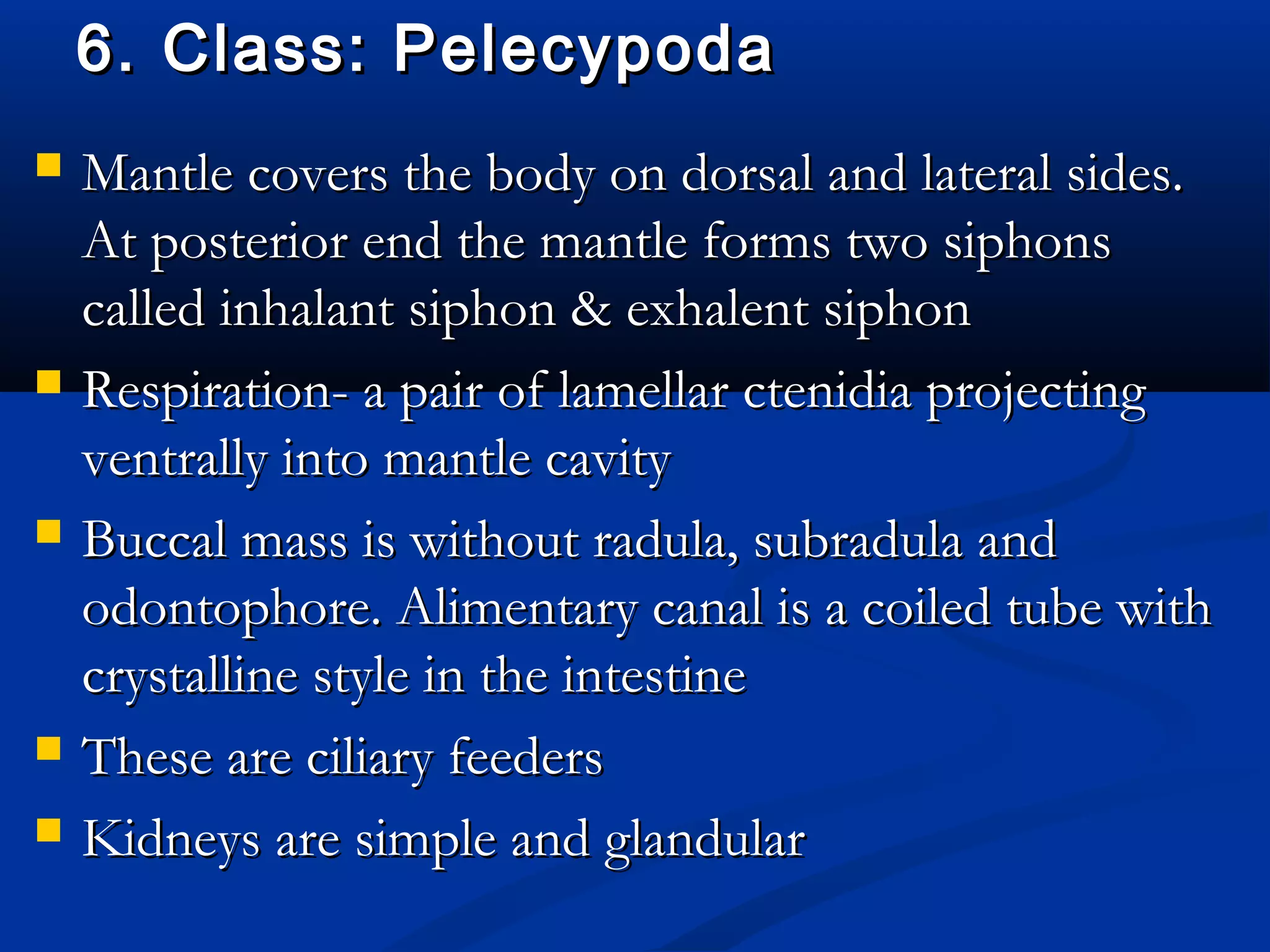 6. Class: Pelecypoda6. Class: Pelecypoda
 Mantle covers the body on dorsal and lateral sides.Mantle covers the body on dorsal and lateral sides.
At posterior end the mantle forms two siphonsAt posterior end the mantle forms two siphons
called inhalant siphon & exhalent siphoncalled inhalant siphon & exhalent siphon
 Respiration- a pair of lamellar ctenidia projectingRespiration- a pair of lamellar ctenidia projecting
ventrally into mantle cavityventrally into mantle cavity
 Buccal mass is without radula, subradula andBuccal mass is without radula, subradula and
odontophore. Alimentary canal is a coiled tube withodontophore. Alimentary canal is a coiled tube with
crystalline style in the intestinecrystalline style in the intestine
 These are ciliary feedersThese are ciliary feeders
 Kidneys are simple and glandularKidneys are simple and glandular
 