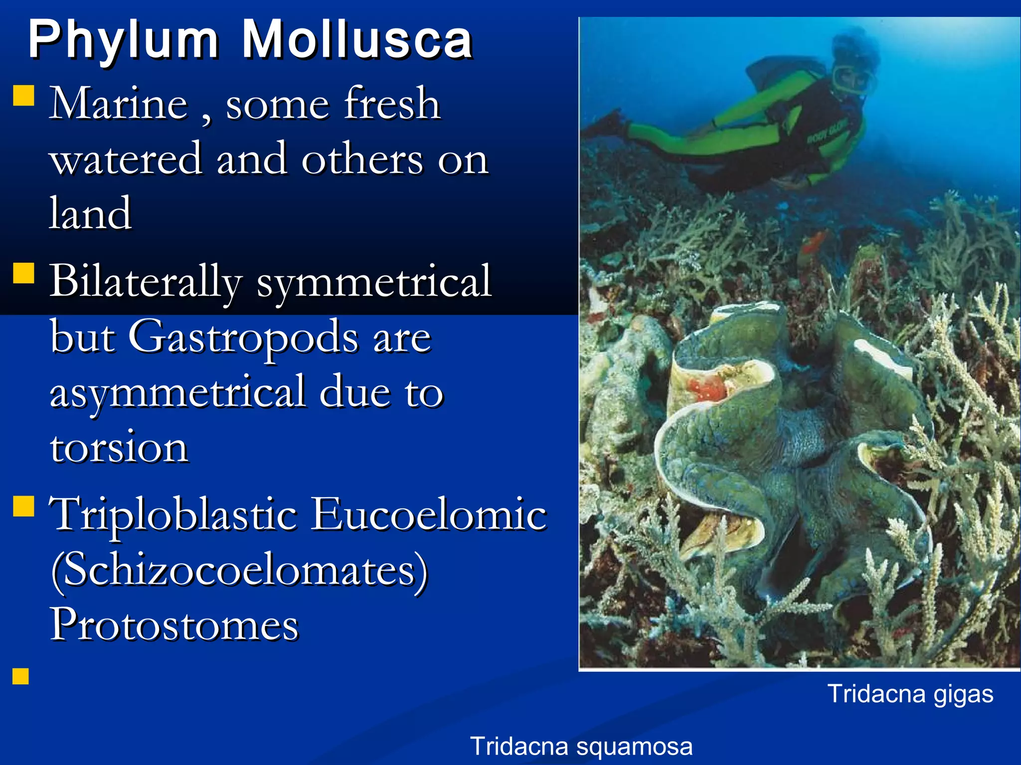 Phylum MolluscaPhylum Mollusca
 Marine , some freshMarine , some fresh
watered and others onwatered and others on
landland
 Bilaterally symmetricalBilaterally symmetrical
but Gastropods arebut Gastropods are
asymmetrical due toasymmetrical due to
torsiontorsion
 Triploblastic EucoelomicTriploblastic Eucoelomic
(Schizocoelomates)(Schizocoelomates)
ProtostomesProtostomes

Tridacna squamosa
Tridacna gigas
 