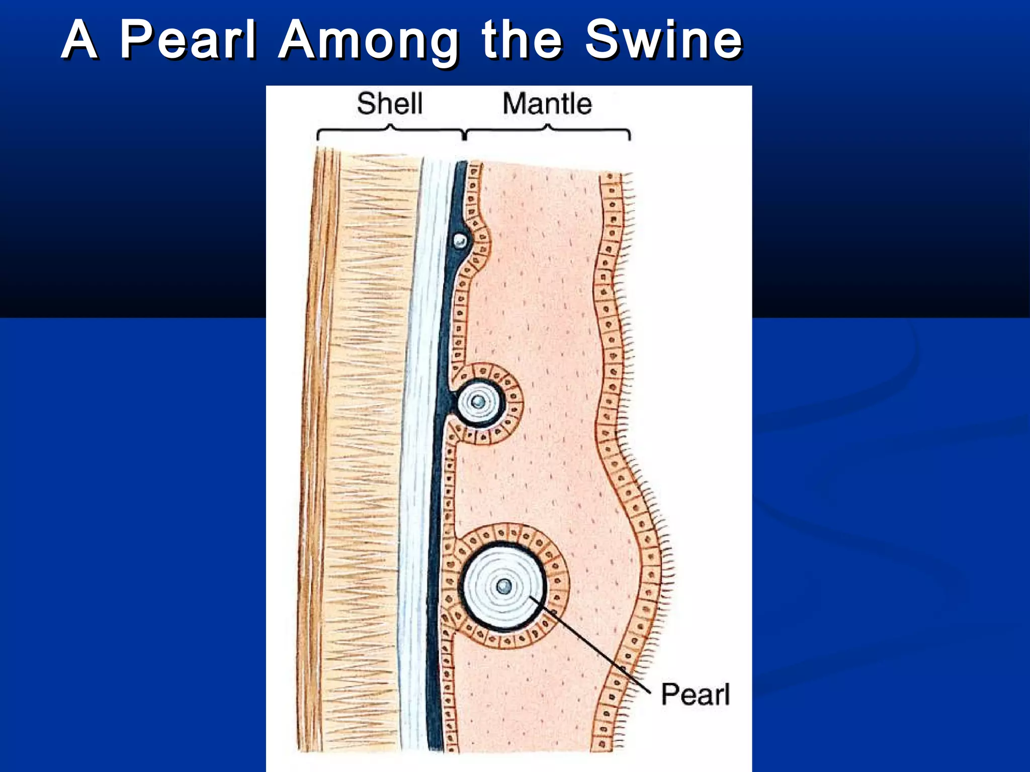 A Pearl Among the SwineA Pearl Among the Swine
 