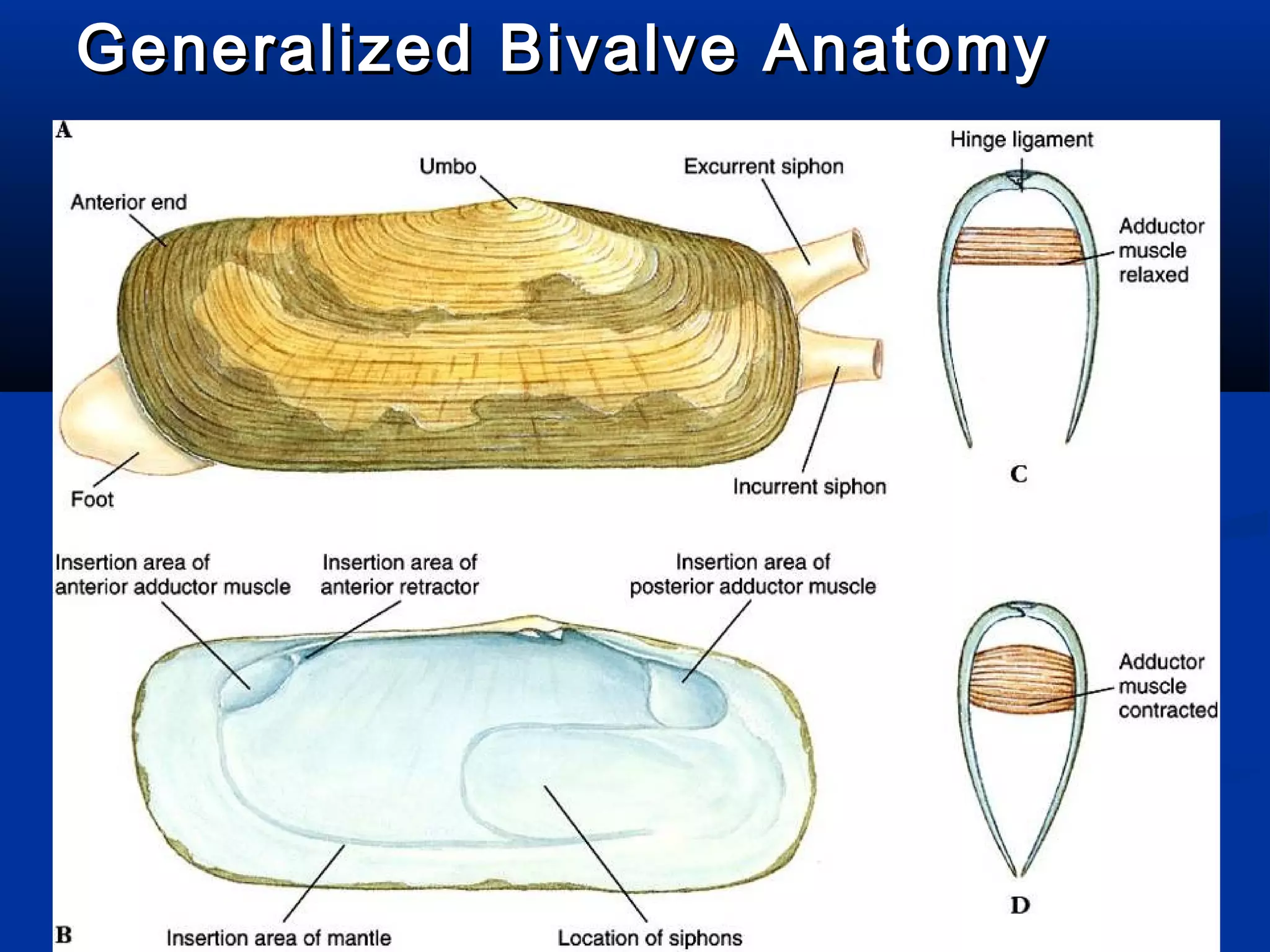 Generalized Bivalve AnatomyGeneralized Bivalve Anatomy
 