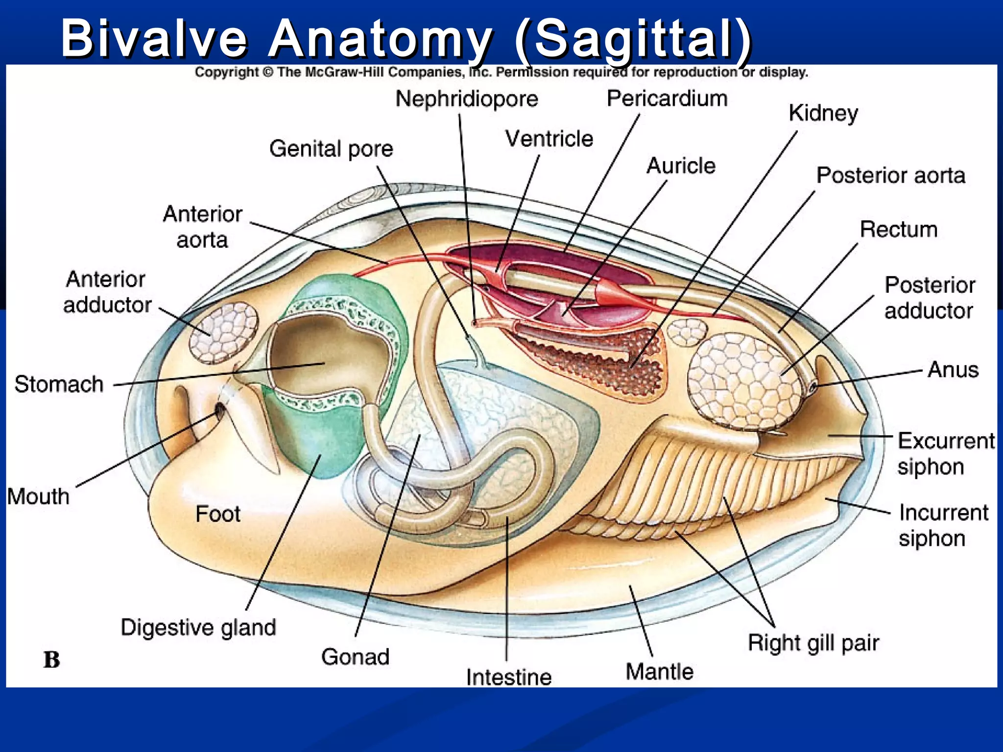Bivalve Anatomy (Sagittal)Bivalve Anatomy (Sagittal)
 