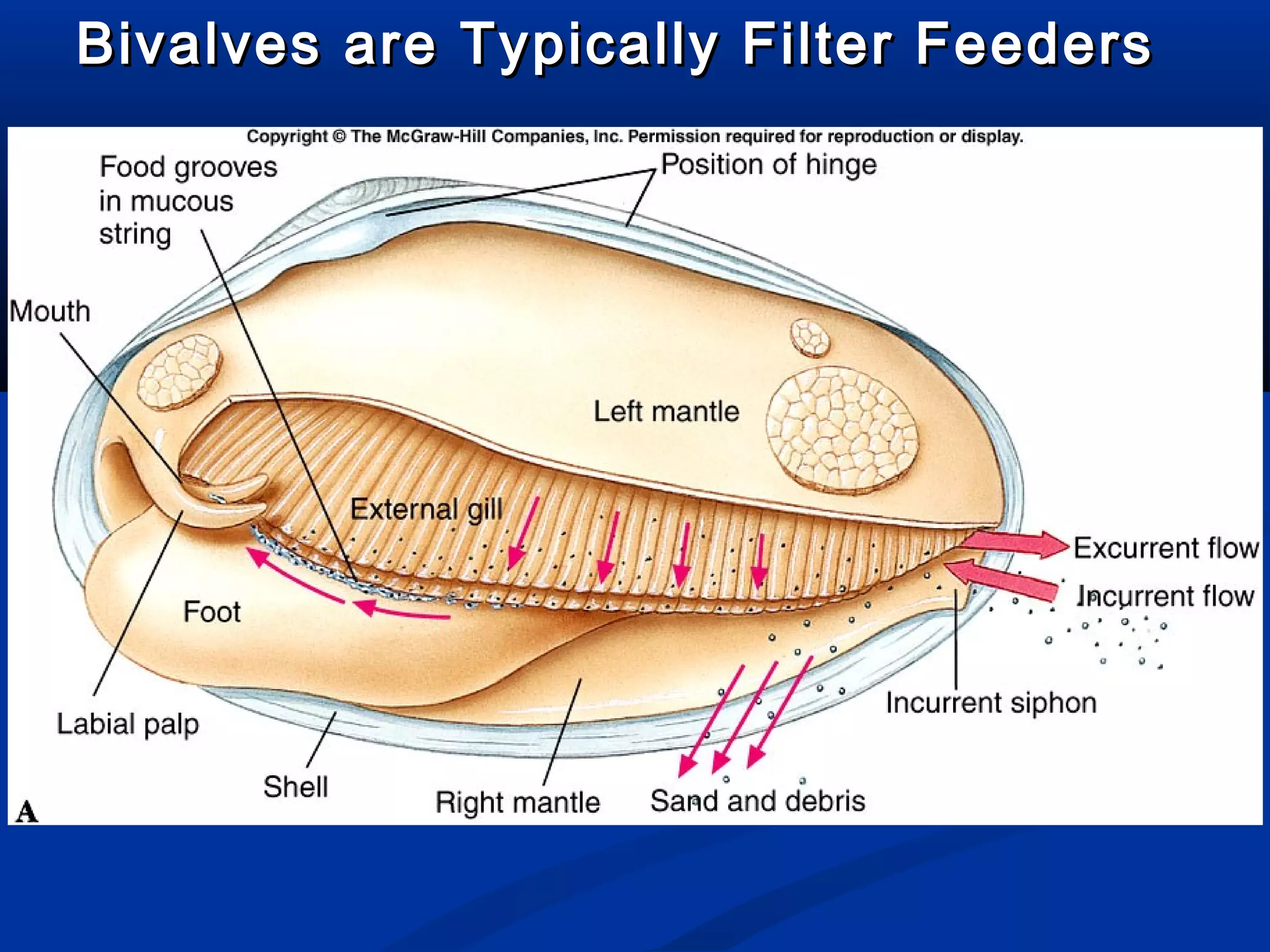 Bivalves are Typically Filter FeedersBivalves are Typically Filter Feeders
 