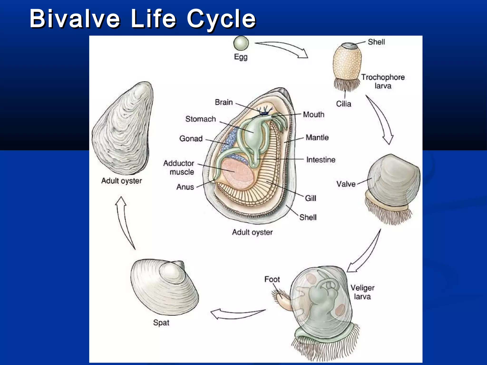 Bivalve Life CycleBivalve Life Cycle
 