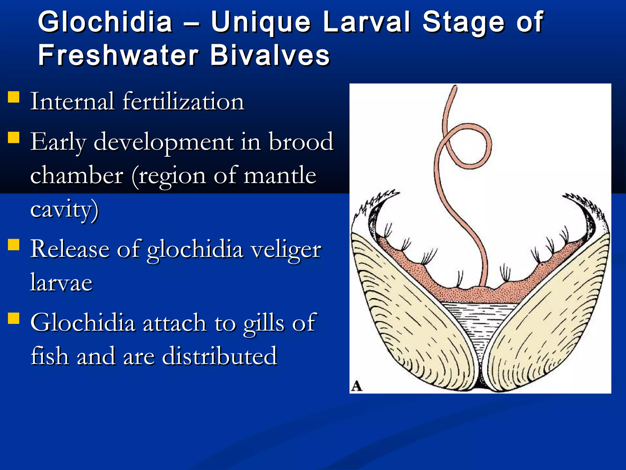 Glochidia – Unique Larval Stage ofGlochidia – Unique Larval Stage of
Freshwater BivalvesFreshwater Bivalves
 Internal fertilizationInternal fertilization
 Early development in broodEarly development in brood
chamber (region of mantlechamber (region of mantle
cavity)cavity)
 Release of glochidia veligerRelease of glochidia veliger
larvaelarvae
 Glochidia attach to gills ofGlochidia attach to gills of
fish and are distributedfish and are distributed
 