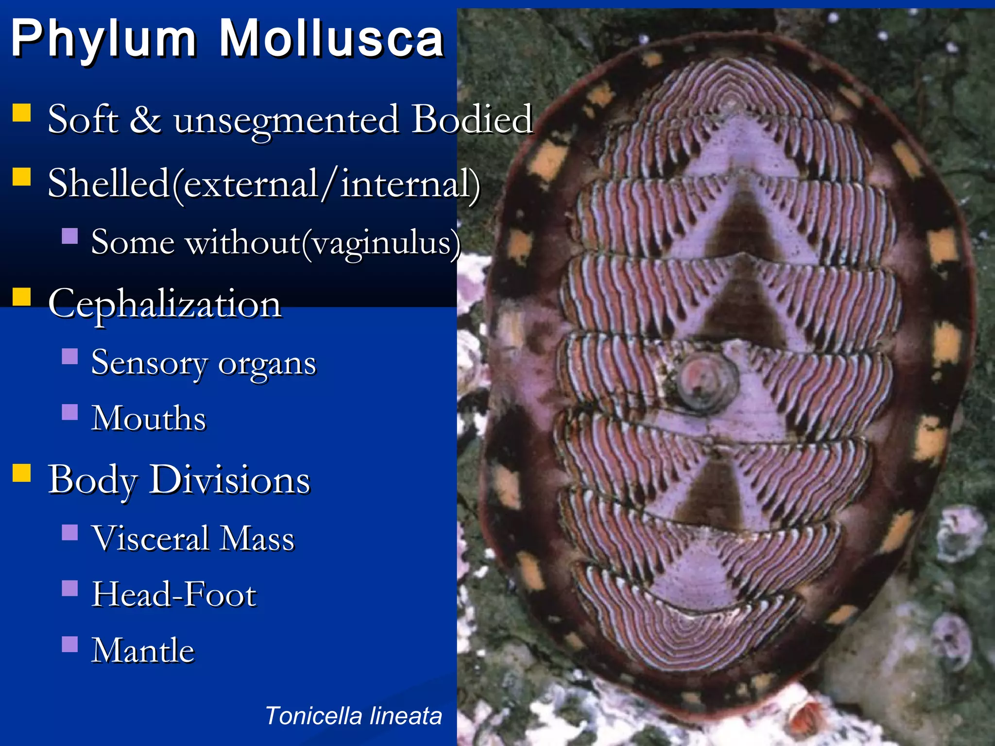 Phylum MolluscaPhylum Mollusca
 Soft & unsegmented BodiedSoft & unsegmented Bodied
 Shelled(external/internal)Shelled(external/internal)
 Some without(vaginulus)Some without(vaginulus)
 CephalizationCephalization
 Sensory organsSensory organs
 MouthsMouths
 Body DivisionsBody Divisions
 Visceral MassVisceral Mass
 Head-FootHead-Foot
 MantleMantle
Tonicella lineata
 