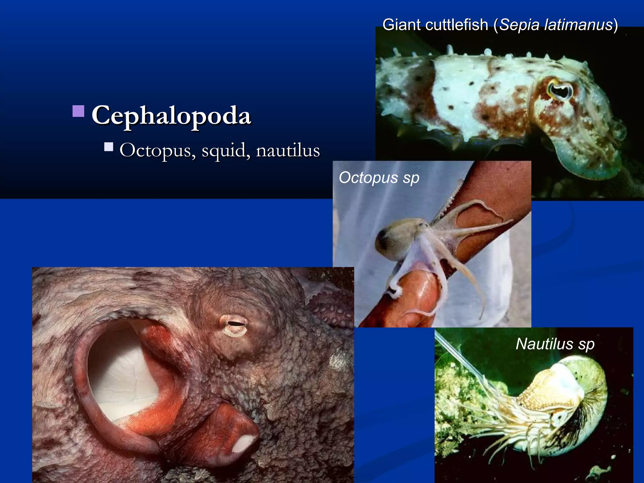  CephalopodaCephalopoda
 Octopus, squid, nautilusOctopus, squid, nautilus
Giant cuttlefish (Giant cuttlefish (Sepia latimanusSepia latimanus))
Nautilus sp
Octopus sp
 
