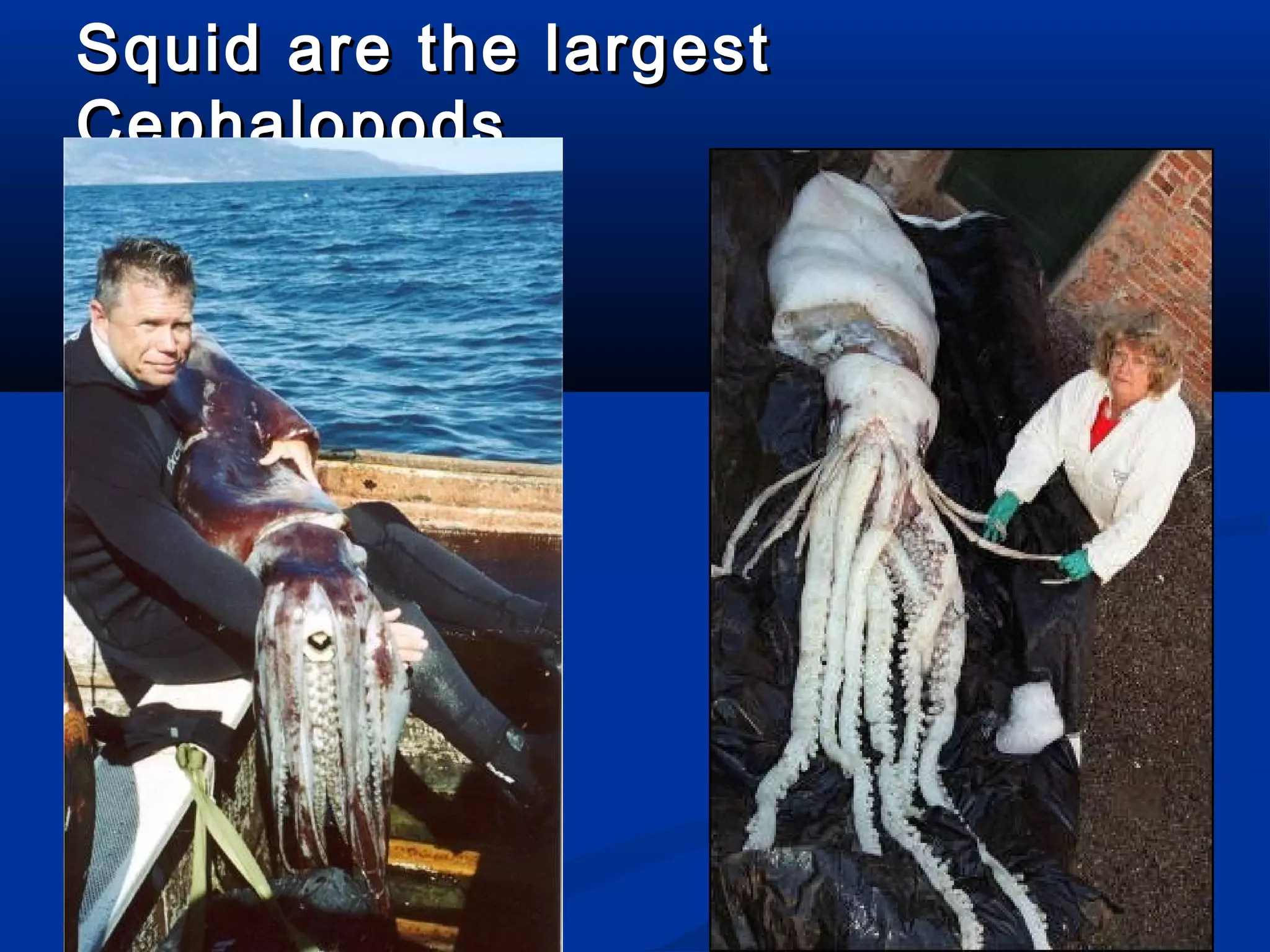 Squid are the largestSquid are the largest
CephalopodsCephalopods
 