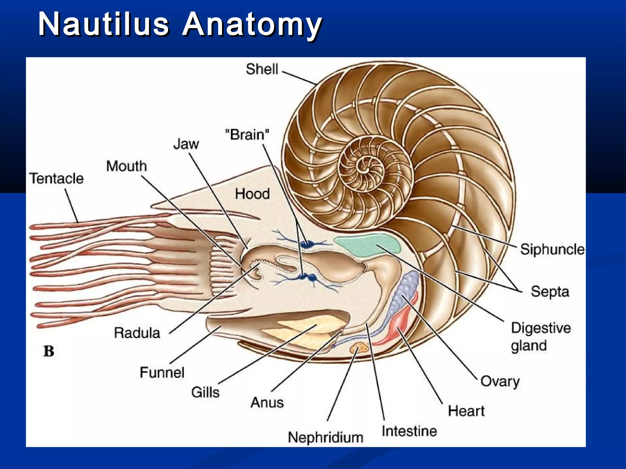 Nautilus AnatomyNautilus Anatomy
 