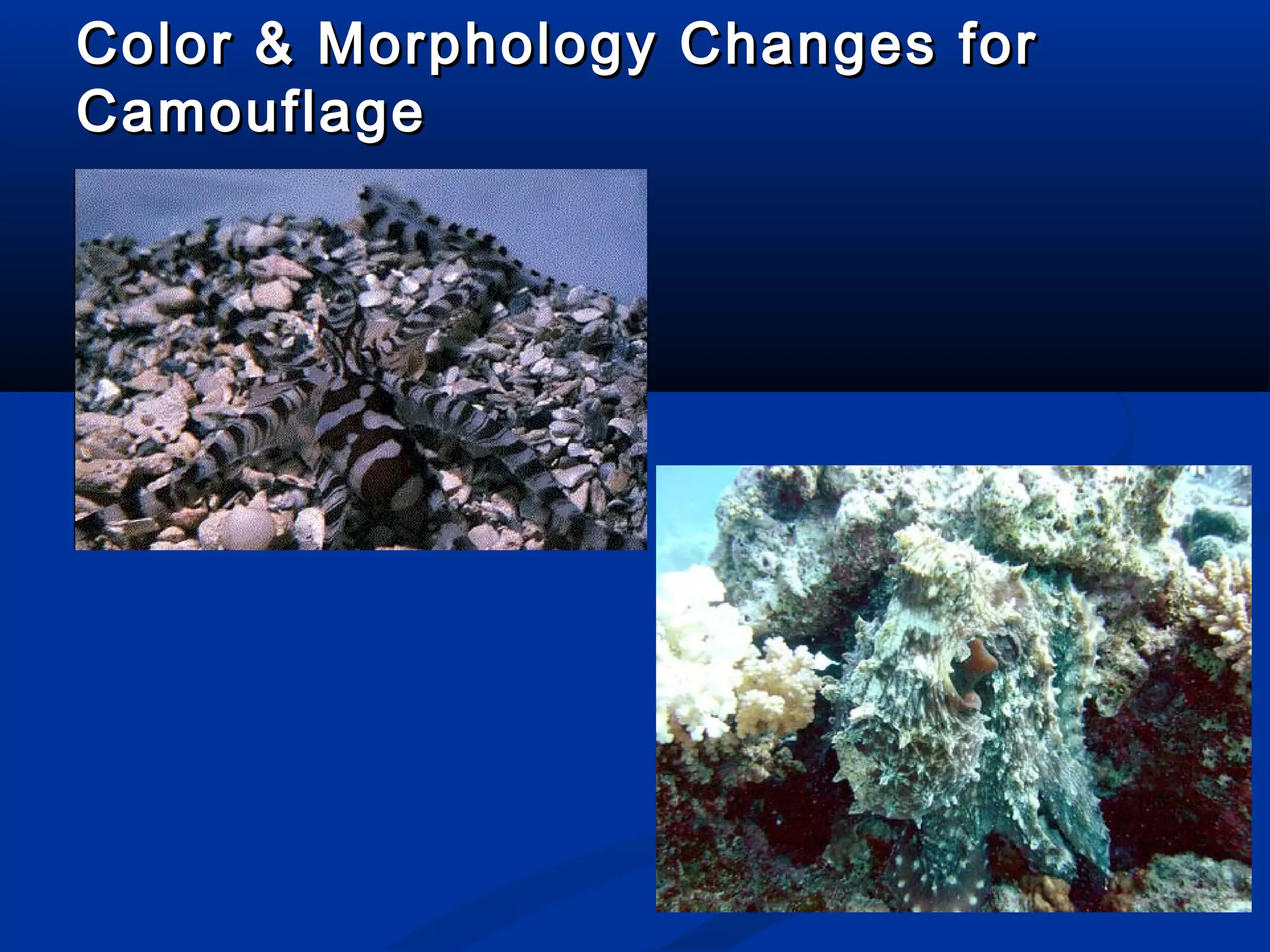 Color & Morphology Changes forColor & Morphology Changes for
CamouflageCamouflage
 