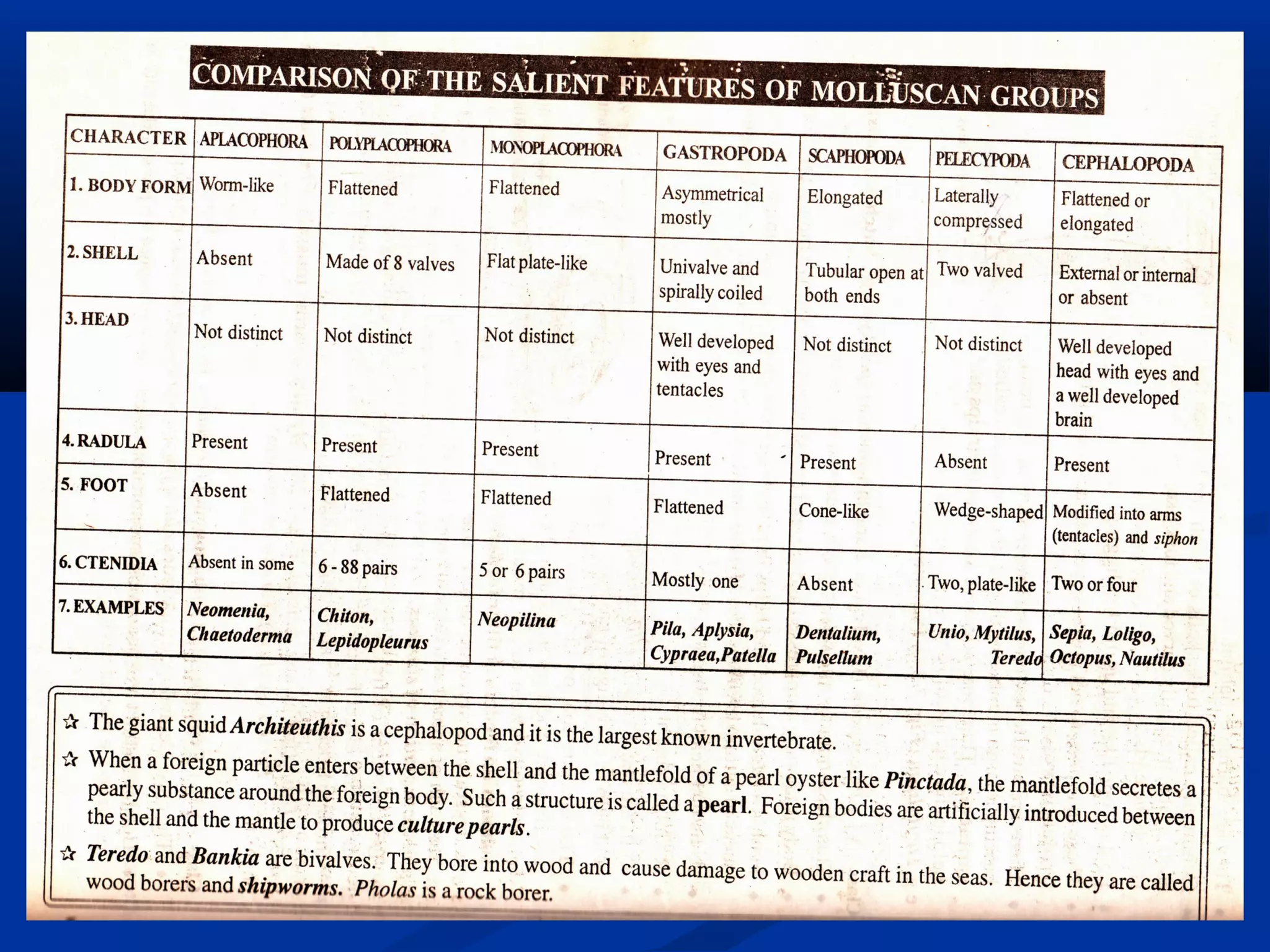 Mollusca general characters and classification