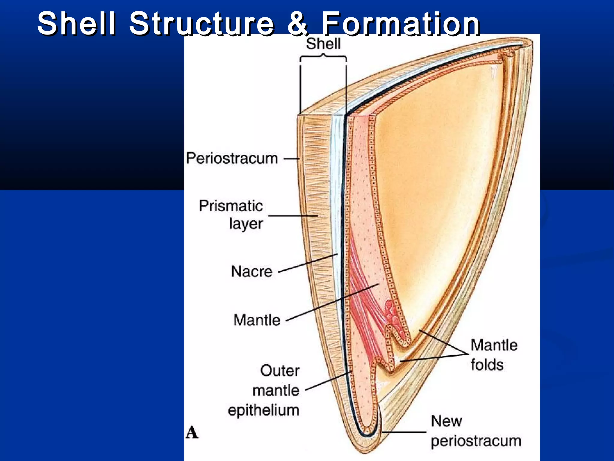 Shell Structure & FormationShell Structure & Formation
 