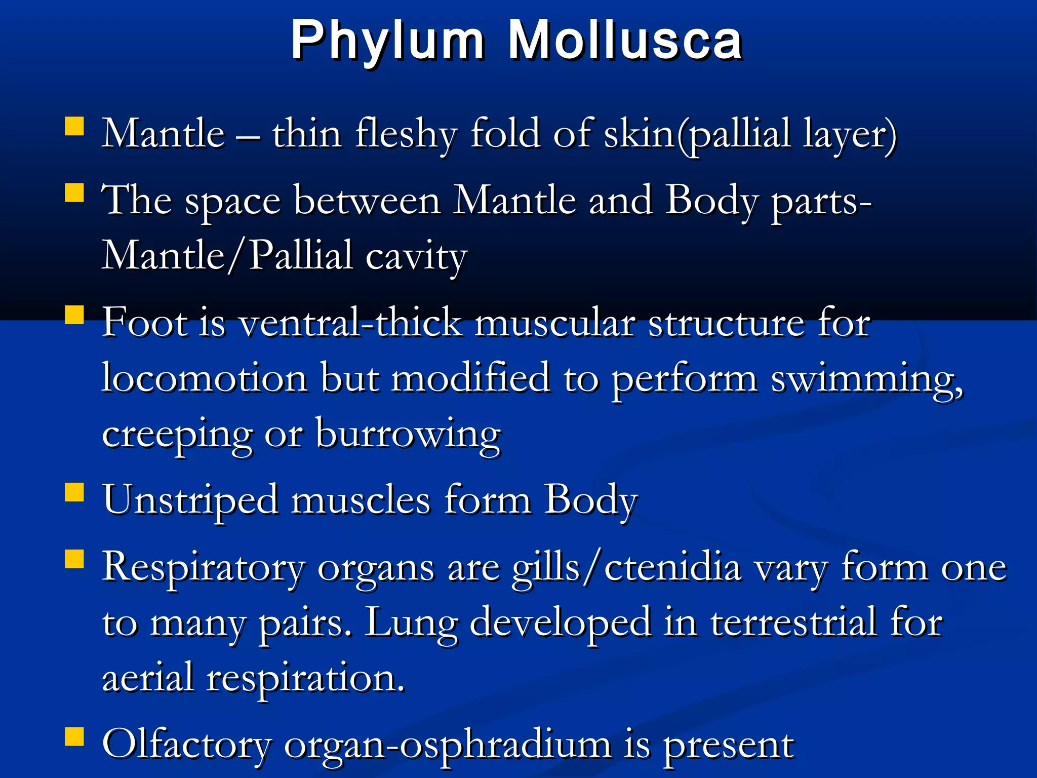 Phylum MolluscaPhylum Mollusca
 Mantle – thin fleshy fold of skin(pallial layer)Mantle – thin fleshy fold of skin(pallial layer)
 The space between Mantle and Body parts-The space between Mantle and Body parts-
Mantle/Pallial cavityMantle/Pallial cavity
 Foot is ventral-thick muscular structure forFoot is ventral-thick muscular structure for
locomotion but modified to perform swimming,locomotion but modified to perform swimming,
creeping or burrowingcreeping or burrowing
 Unstriped muscles form BodyUnstriped muscles form Body
 Respiratory organs are gills/ctenidia vary form oneRespiratory organs are gills/ctenidia vary form one
to many pairs. Lung developed in terrestrial forto many pairs. Lung developed in terrestrial for
aerial respiration.aerial respiration.
 Olfactory organ-osphradium is presentOlfactory organ-osphradium is present
 