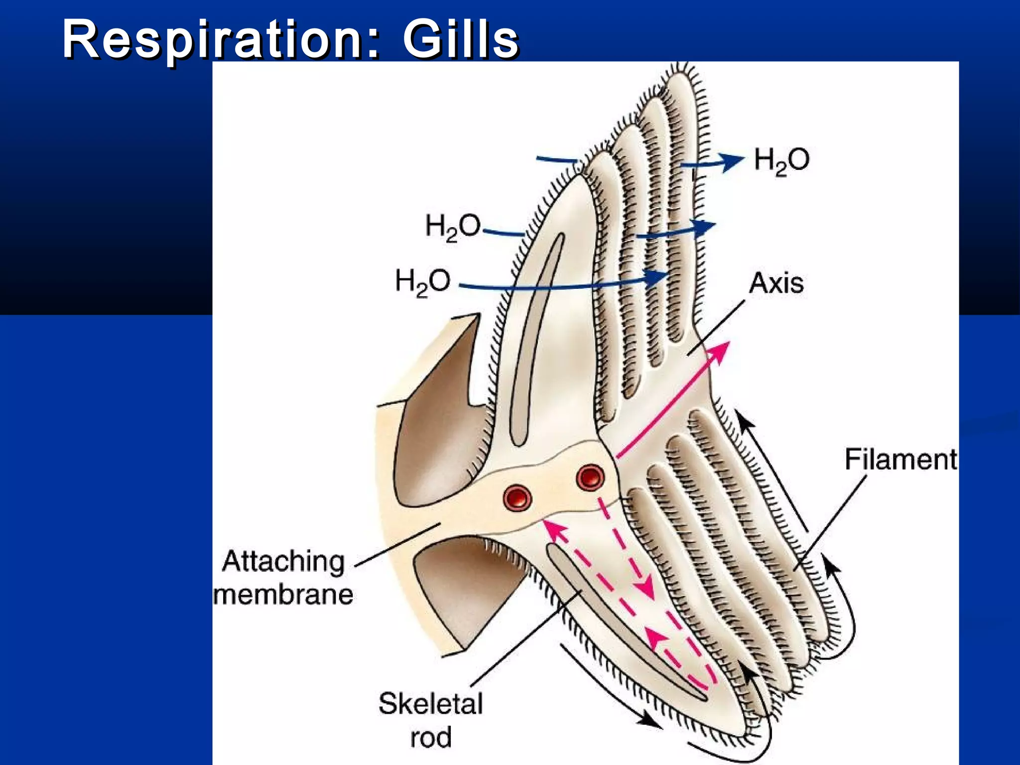Respiration: GillsRespiration: Gills
 