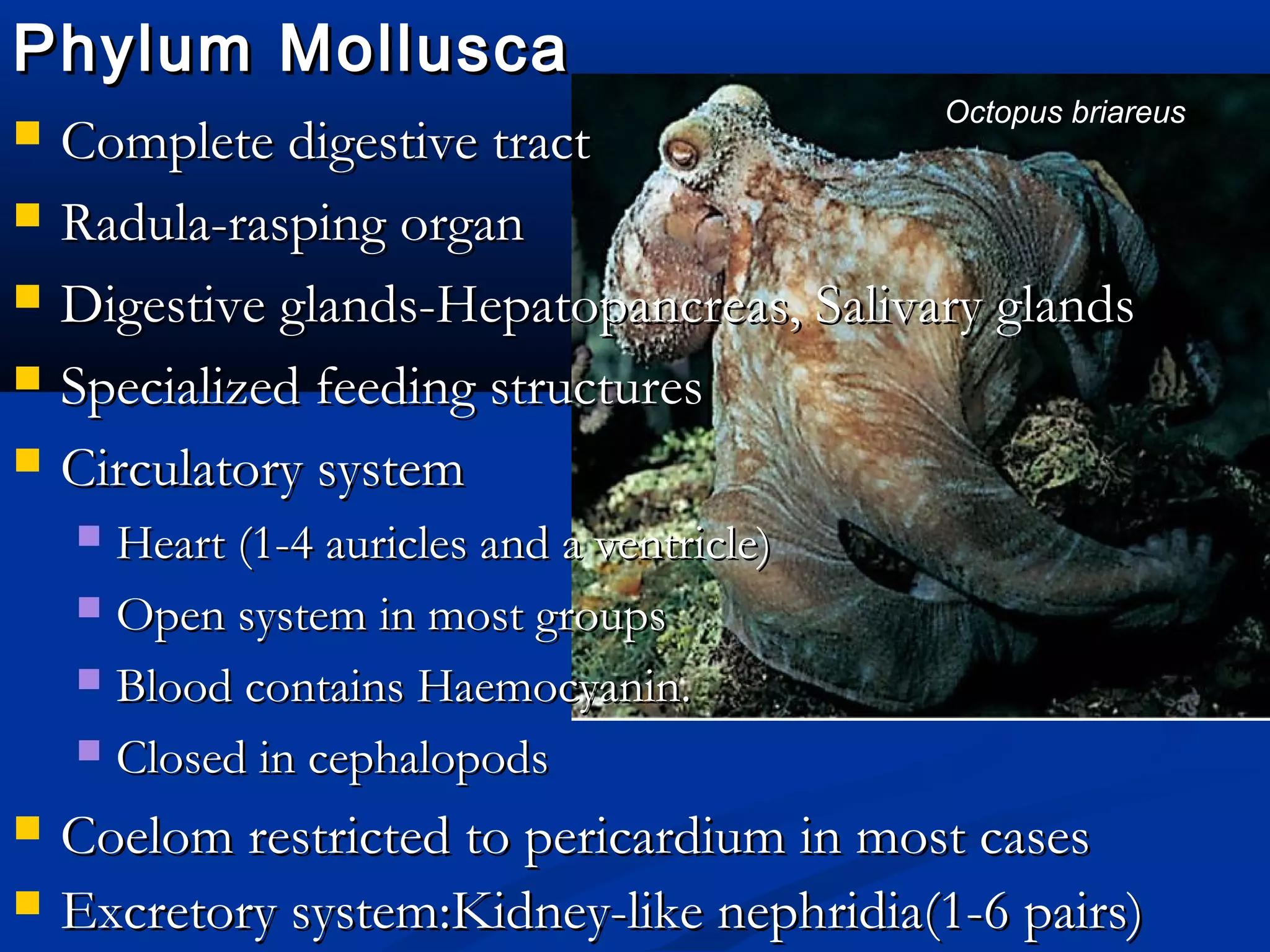 Phylum MolluscaPhylum Mollusca
 Complete digestive tractComplete digestive tract
 Radula-rasping organRadula-rasping organ
 Digestive glands-Hepatopancreas, Salivary glandsDigestive glands-Hepatopancreas, Salivary glands
 Specialized feeding structuresSpecialized feeding structures
 Circulatory systemCirculatory system
 Heart (1-4 auricles and a ventricle)Heart (1-4 auricles and a ventricle)
 Open system in most groupsOpen system in most groups
 Blood contains Haemocyanin.Blood contains Haemocyanin.
 Closed in cephalopodsClosed in cephalopods
 Coelom restricted to pericardium in most casesCoelom restricted to pericardium in most cases
 Excretory system:Kidney-like nephridia(1-6 pairs)Excretory system:Kidney-like nephridia(1-6 pairs)
Octopus briareus
 
