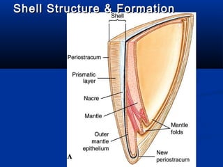 Shellac Sturcture Mollusca general characters and classification | PPT
