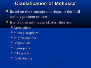 Classification of MolluscaClassification of Mollusca
 Based on the structure and shape of the shellBased on the structure and shape of the shell
and the position of footand the position of foot
 It is divided into seven classes- they areIt is divided into seven classes- they are
 AplacophoraAplacophora
 Mono placophoraMono placophora
 Poly placophoraPoly placophora
 ScaphopodaScaphopoda
 GastropodaGastropoda
 PelecypodaPelecypoda
 CephalopodaCephalopoda
 