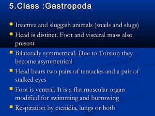 5.Class :Gastropoda5.Class :Gastropoda
 Inactive and sluggish animals (snails and slugs)Inactive and sluggish animals (snails and slugs)
 Head is distinct. Foot and visceral mass alsoHead is distinct. Foot and visceral mass also
presentpresent
 Bilaterally symmetrical. Due to Torsion theyBilaterally symmetrical. Due to Torsion they
become asymmetricalbecome asymmetrical
 Head bears two pairs of tentacles and a pair ofHead bears two pairs of tentacles and a pair of
stalked eyesstalked eyes
 Foot is ventral. It is a flat muscular organFoot is ventral. It is a flat muscular organ
modified for swimming and burrowingmodified for swimming and burrowing
 Respiration by ctenidia, lungs or bothRespiration by ctenidia, lungs or both
 