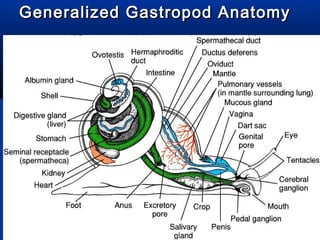 Generalized Gastropod AnatomyGeneralized Gastropod Anatomy
 