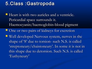 5.Class :Gastropoda5.Class :Gastropoda
 Heart is with two auricles and a ventricle.Heart is with two auricles and a ventricle.
Pericardial space surrounds it.Pericardial space surrounds it.
Haemocyanin/haemoglobin-blood pigmentHaemocyanin/haemoglobin-blood pigment
 One or two pairs of kidneys for excretionOne or two pairs of kidneys for excretion
 Well developed Nervous system, nerves in theWell developed Nervous system, nerves in the
shape of ‘8’ due to torsion- such N.S. is calledshape of ‘8’ due to torsion- such N.S. is called
‘streptoneury/chaistoneury’. In some it is not in‘streptoneury/chaistoneury’. In some it is not in
this shape due to detorsion. Such N.S. is calledthis shape due to detorsion. Such N.S. is called
‘Euthyneury’‘Euthyneury’
 