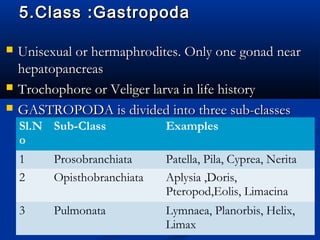 5.Class :Gastropoda5.Class :Gastropoda
 Unisexual or hermaphrodites. Only one gonad nearUnisexual or hermaphrodites. Only one gonad near
hepatopancreashepatopancreas
 Trochophore or Veliger larva in life historyTrochophore or Veliger larva in life history
 GASTROPODA is divided into three sub-classesGASTROPODA is divided into three sub-classes
Sl.N
o
Sub-Class Examples
1 Prosobranchiata Patella, Pila, Cyprea, Nerita
2 Opisthobranchiata Aplysia ,Doris,
Pteropod,Eolis, Limacina
3 Pulmonata Lymnaea, Planorbis, Helix,
Limax
 