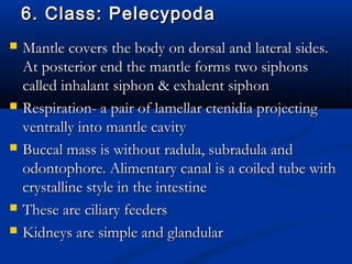 6. Class: Pelecypoda6. Class: Pelecypoda
 Mantle covers the body on dorsal and lateral sides.Mantle covers the body on dorsal and lateral sides.
At posterior end the mantle forms two siphonsAt posterior end the mantle forms two siphons
called inhalant siphon & exhalent siphoncalled inhalant siphon & exhalent siphon
 Respiration- a pair of lamellar ctenidia projectingRespiration- a pair of lamellar ctenidia projecting
ventrally into mantle cavityventrally into mantle cavity
 Buccal mass is without radula, subradula andBuccal mass is without radula, subradula and
odontophore. Alimentary canal is a coiled tube withodontophore. Alimentary canal is a coiled tube with
crystalline style in the intestinecrystalline style in the intestine
 These are ciliary feedersThese are ciliary feeders
 Kidneys are simple and glandularKidneys are simple and glandular
 