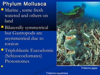 Phylum MolluscaPhylum Mollusca
 Marine , some freshMarine , some fresh
watered and others onwatered and others on
landland
 Bilaterally symmetricalBilaterally symmetrical
but Gastropods arebut Gastropods are
asymmetrical due toasymmetrical due to
torsiontorsion
 Triploblastic EucoelomicTriploblastic Eucoelomic
(Schizocoelomates)(Schizocoelomates)
ProtostomesProtostomes

Tridacna squamosa
Tridacna gigas
 