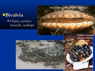 BivalviaBivalvia
 Clams, oysters,Clams, oysters,
mussels, scallopsmussels, scallops
Bay scallop (Aequipecten irradians)
Edible mussels
(Mytilus edulis)
Ostrea edulis
 