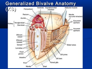 Generalized Bivalve AnatomyGeneralized Bivalve Anatomy
(XS)(XS)
 