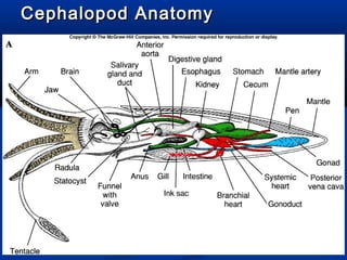 Cephalopod AnatomyCephalopod Anatomy
 