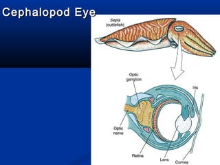 Cephalopod EyeCephalopod Eye
 