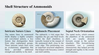 The Cephalopods (Mollusca)- Palaeontology | PPTX