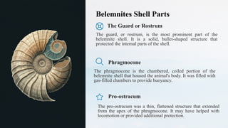 The Cephalopods (Mollusca)- Palaeontology | PPTX