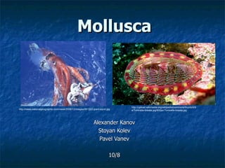 Mollusca Alexander Kanov Stoyan Kolev Pavel Vanev 10/8 http://news.nationalgeographic.com/news/2006/12/images/061222-giant-squid.jpg http://upload.wikimedia.org/wikipedia/commons/thumb/9/9e/Tonicella-lineata.jpg/800px-Tonicella-lineata.jpg 