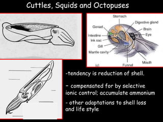 Cuttles, Squids and Octopuses
-tendency is reduction of shell.
- compensated for by selective
ionic control; accumulate ammonium
- other adaptations to shell loss
and life style
 