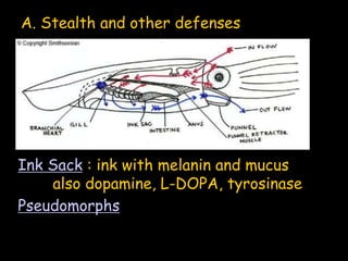 Ink Sack : ink with melanin and mucus
also dopamine, L-DOPA, tyrosinase
A. Stealth and other defenses
Pseudomorphs
 