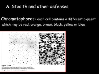 A. Stealth and other defenses
Chromatophores: each cell contains a different pigment
which may be red, orange, brown, black, yellow or blue
 