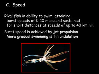 Rival fish in ability to swim, attaining
burst speeds of 5-10 m second sustained
for short distances at speeds of up to 40 km hr.
Burst speed is achieved by jet propulsion
More gradual swimming is fin undulation
C. Speed
 