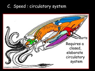 Requires a
closed,
elaborate
circulatory
system
Hearts
C. Speed : circulatory system
 