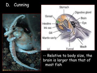 D. Cunning
-- Relative to body size, the
brain is larger than that of
most fish
 