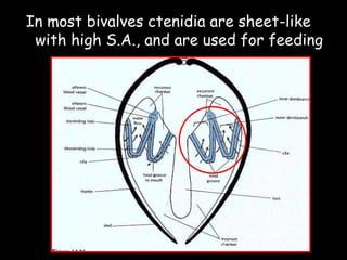 In most bivalves ctenidia are sheet-like
with high S.A., and are used for feeding
 