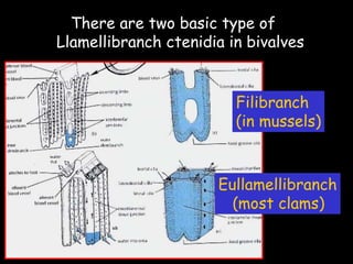 There are two basic type of
Llamellibranch ctenidia in bivalves
Filibranch
(in mussels)
Eullamellibranch
(most clams)
 